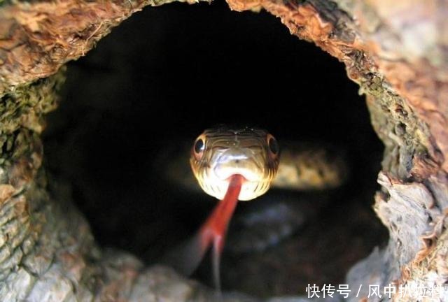 老八|八阿哥之所以败给雍正，犯了一个最大错误