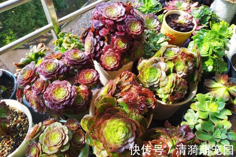 夏季|夏季养殖多肉法师,多注意这3点,植株长得壮实,更易出状态