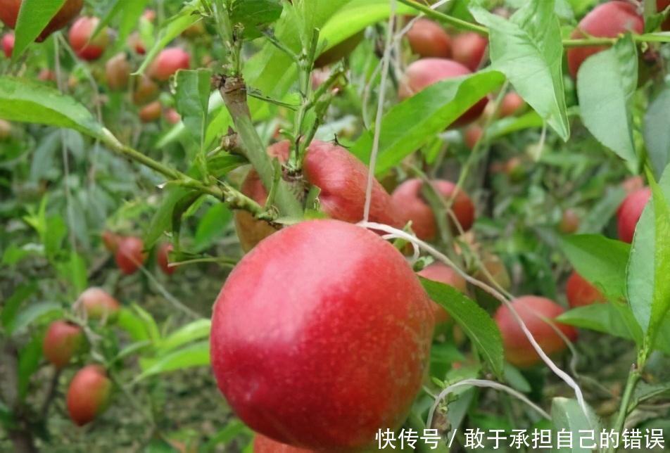  肌肤|冬天到了，多吃以下三种食物，排毒护肝，美容养颜，肌肤更水润