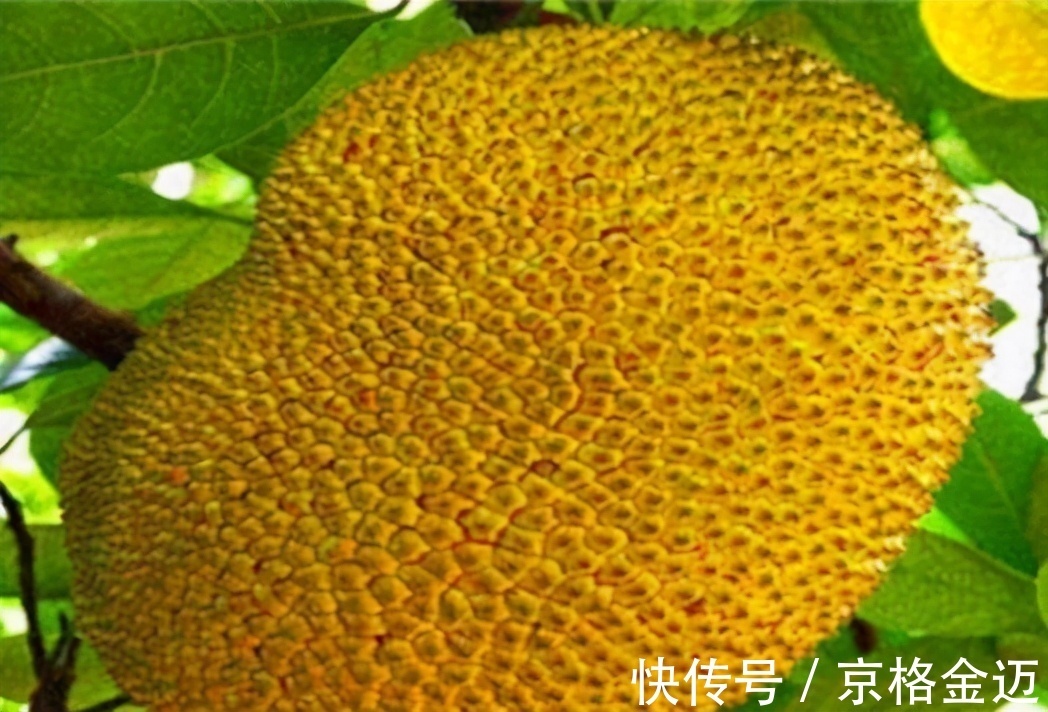 营养物质|对身体不错的三种食物,要坚持天天吃,排毒养颜,改善肤质!