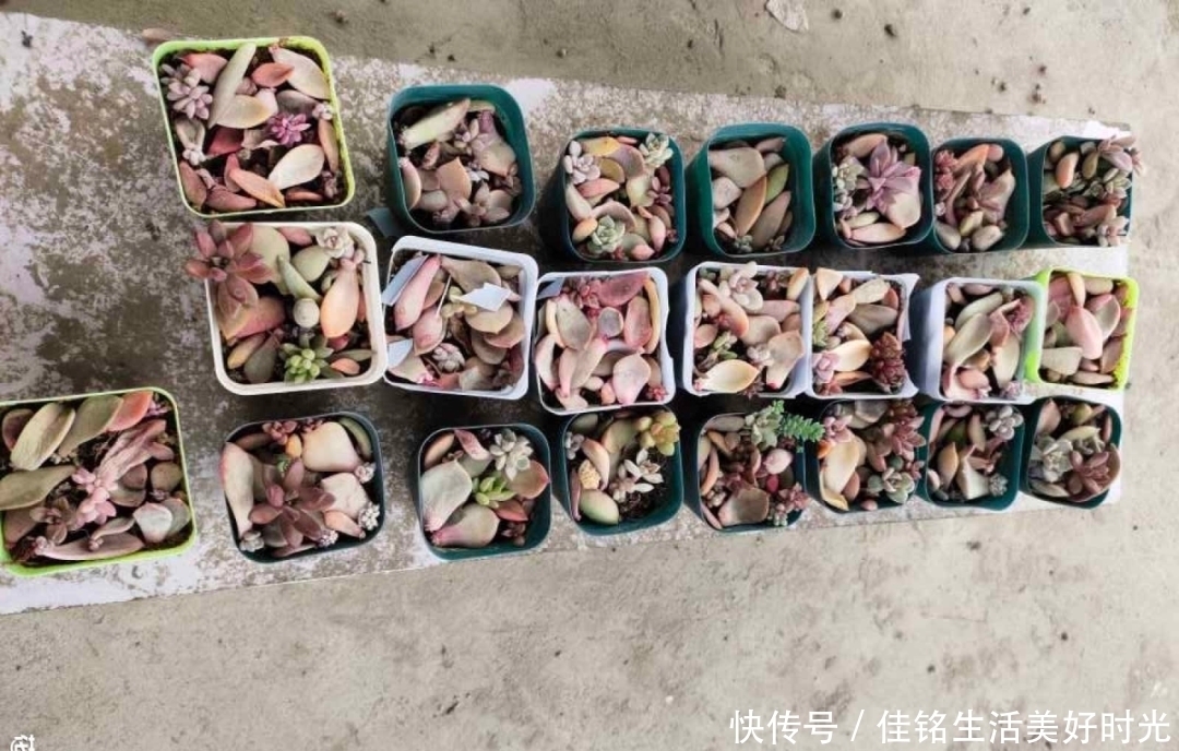 8种花夏天太容易死,现在赶紧扦插,死了也不心疼