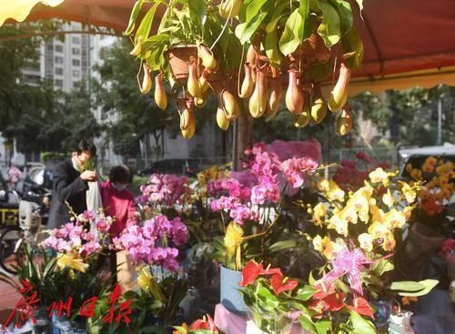 春花灿烂 年味渐浓