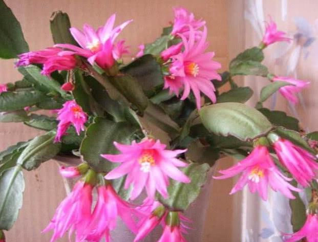 1种花，比蟹爪兰还漂亮，比仙人球还好养，1节枝条，轻松养爆盆！