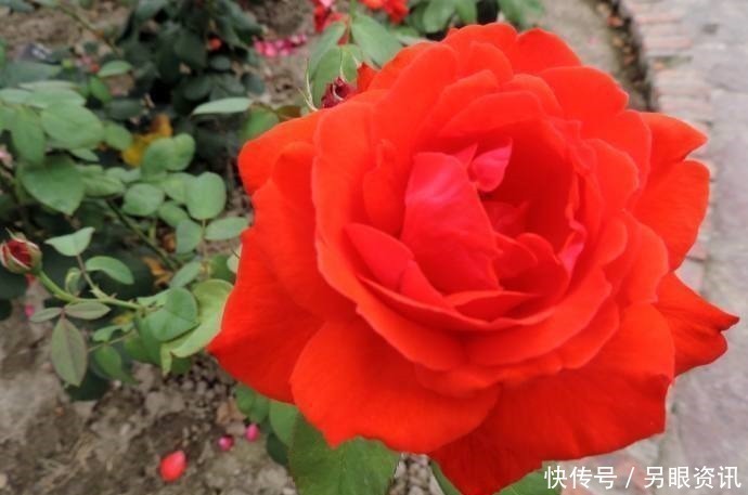 喜欢玫瑰，不如试试“珍稀品种”香云，芳香四溢，花朵鲜艳，好美