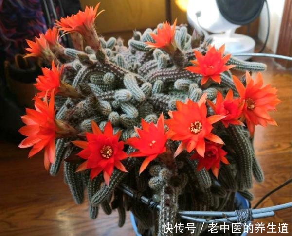 比玉坠还能长的多肉,夏天开花真漂亮,挤爆花盆很轻松!