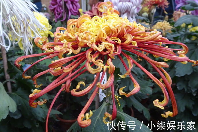 凤凰振羽|喜欢菊花，不如养盆“十大名菊”凤凰振羽，似凤凰展翅，光彩夺目