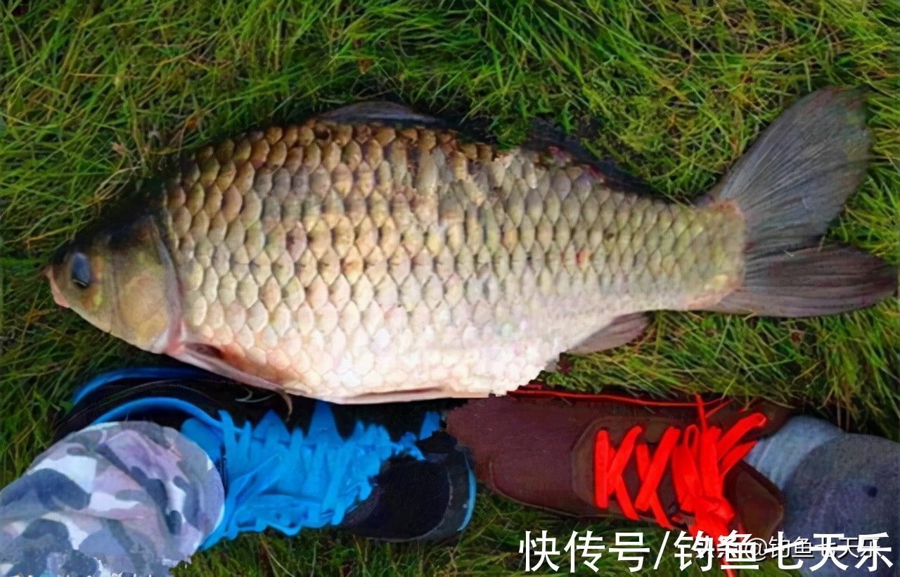 邓刚|冬季钓鲫鱼,为何钓王邓刚频频连竿,你却老走空?有三点很重要