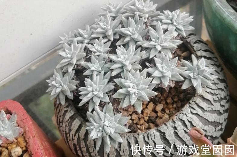 植株|养多肉植物白菊，扦插、服盆、日常打理该注意什么？