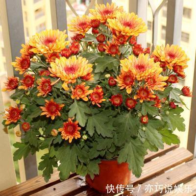 花苞|想让菊花“开花多”,9月开始做3点,花苞大、花朵密,太迷人