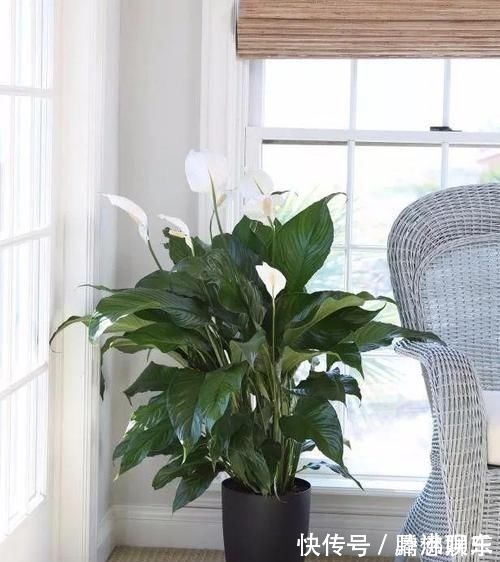 室内|17种适合生长在弱光处的室内植物,可以摆放在家里的任何角落