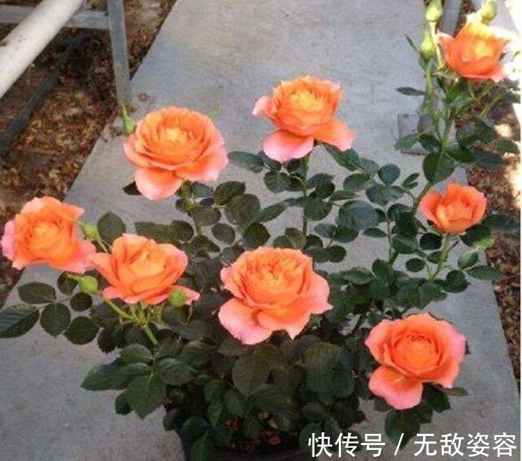 小栈|6种花,盆盆不超10块钱,买回家好养又好看