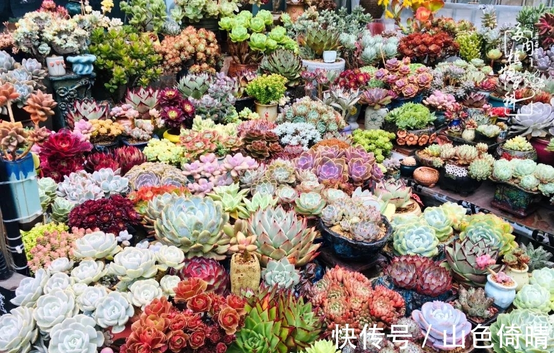 我与多肉植物百科的398天离别又重逢!