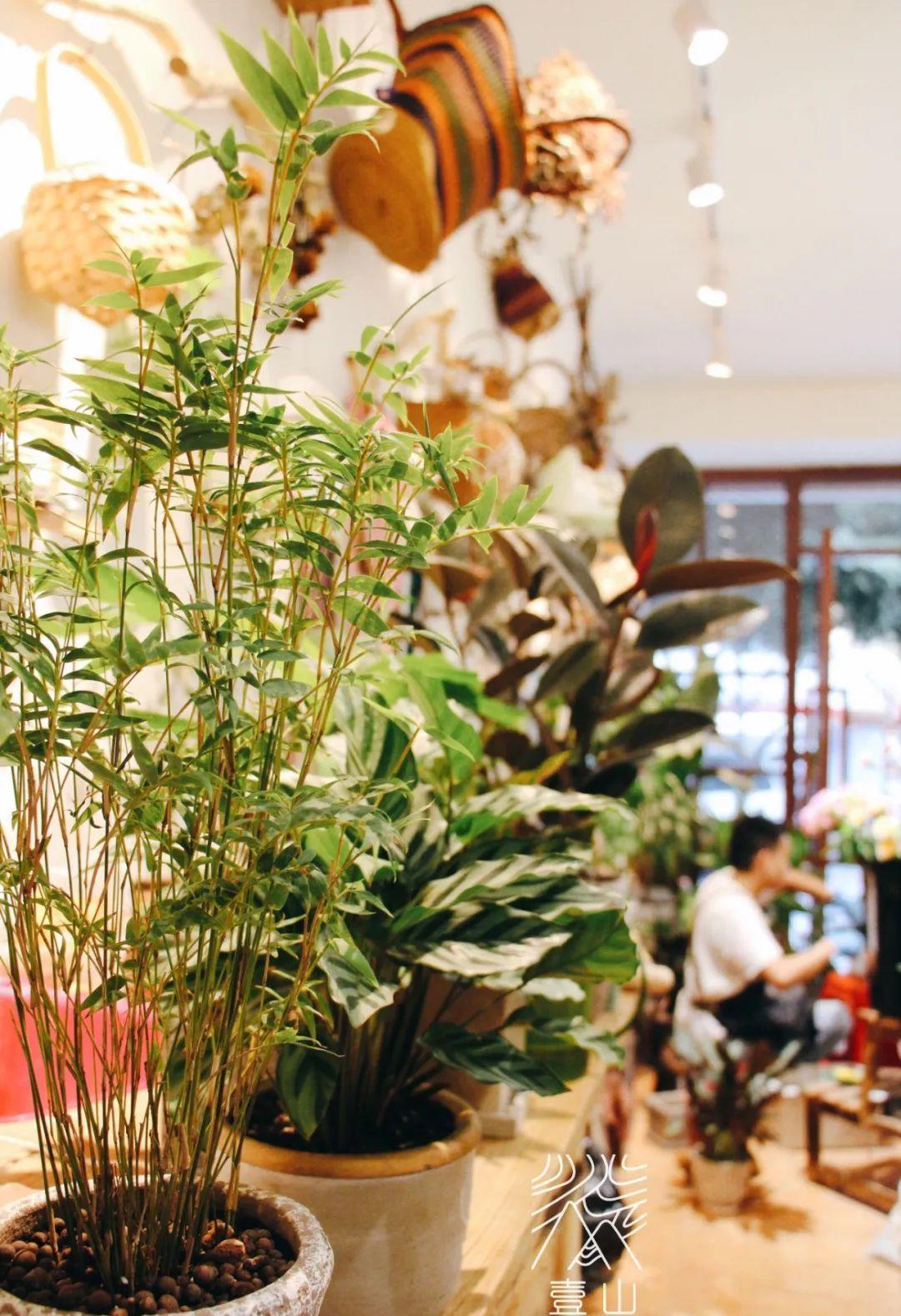 鸭掌木|15种大型绿植,净化空气除异味,摆客厅太气派!