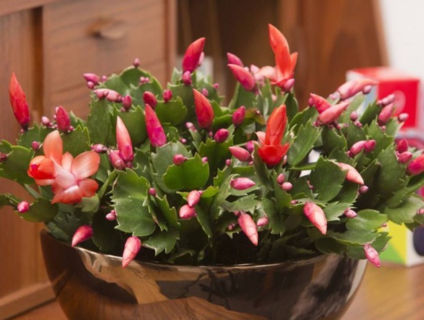 养护蟹爪兰，浇水时加点“它”，长势旺，叶片绿，花芽萌发快