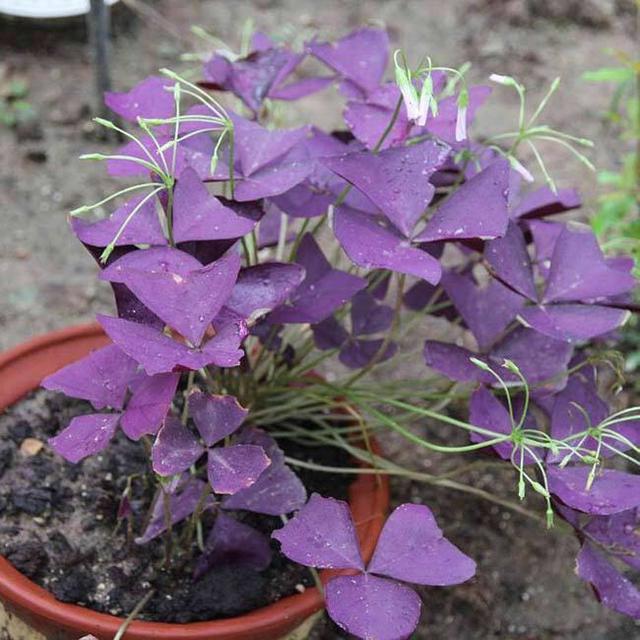 好养、好美的“4种花”，种下就活，连年开花，能养一辈子