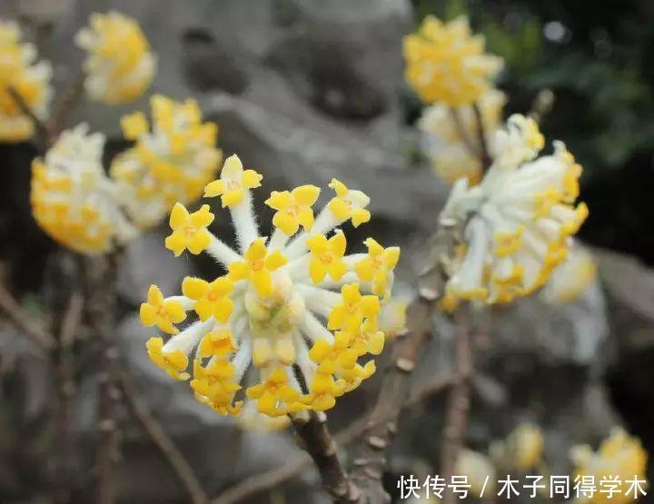 打结花!真漂亮啊!