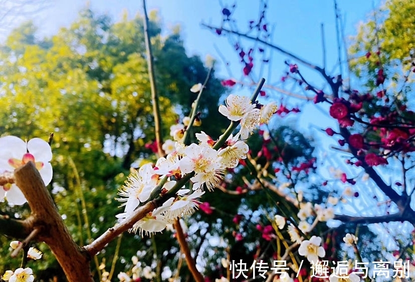 茶花|找准你的生辰花，12个月各不同，根据生日选你的幸运花