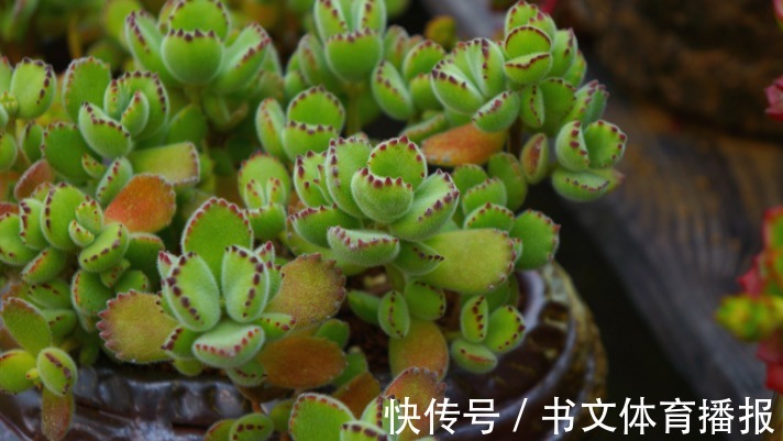 这4个基础要求没落实好,盆栽多肉,再上心也养不好,干瘪难看