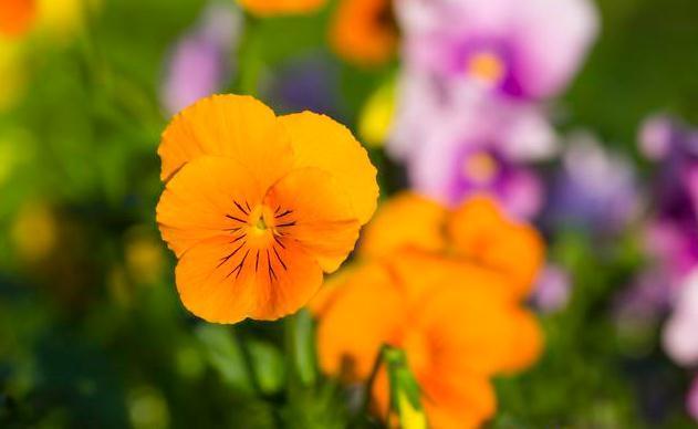 适合懒人种植的6种易爆盆花卉，一定要养一盆，简单爆成大花球