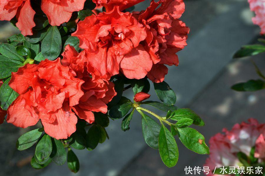 往下数|花谢后做这一步,3天窜8个芽,一个月就爆盆!