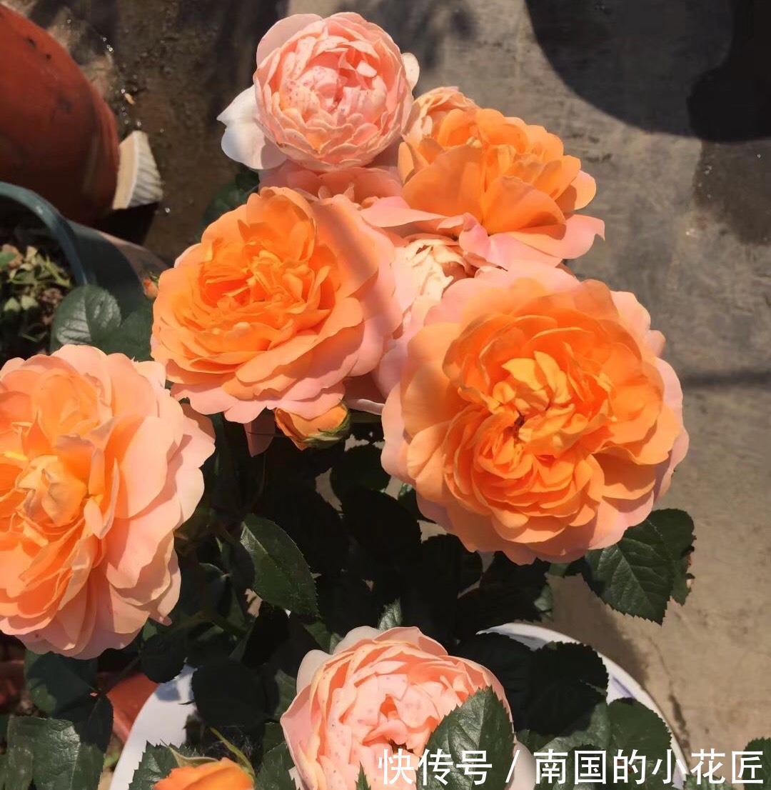 爆盆|把果汁阳台从小苗养到爆盆，只要两招，不仅花多颜色也美