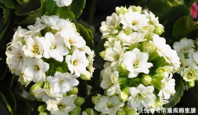 冬天养花选“长寿”，这10个品种“好养”，一个赛一个的漂亮