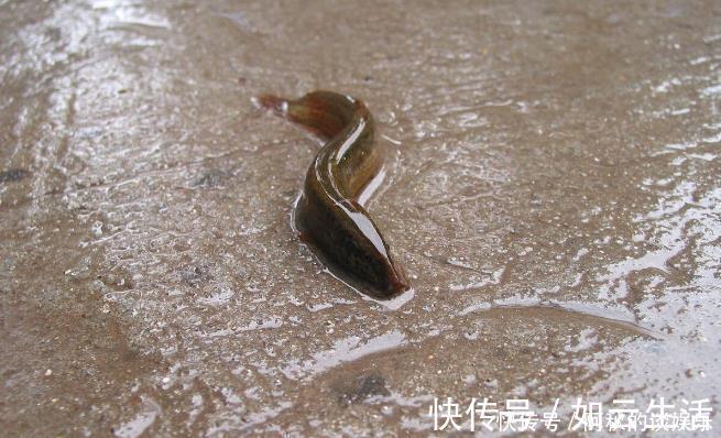 绿豆芽|糖尿病饮食指南：泥鳅与鳝鱼，哪个更适合糖友？