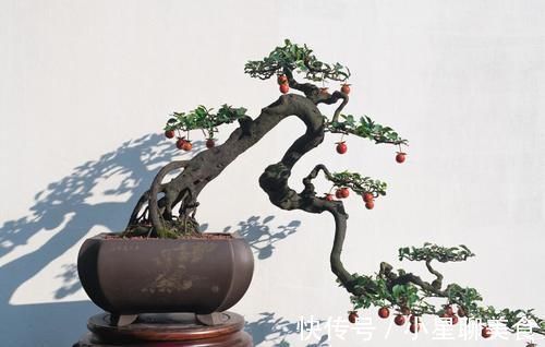 盆栽|盆景的翻盆换土操作,记住4个要领,根系强健,生长旺盛