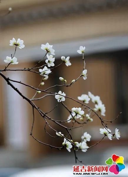 延吉街头桃花春色暖先开