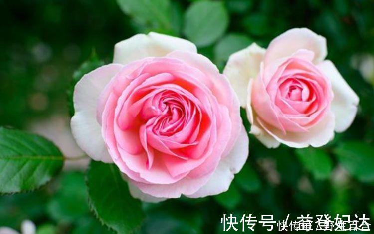 漂亮|这种花很耐养,沾土就能活,谁见了都喜欢,花朵漂亮,花开旺!