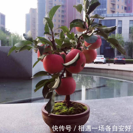 苹果树|阳台再小,也要养4种果树,植株矮小,结果颇多,还能当盆栽欣赏