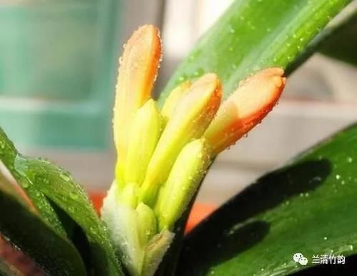 君子兰怎么养：君子兰锈斑病怎么处理，施肥涂药换盆土