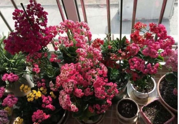 王大姐就养“2种花”，入冬就开成“花海”，街坊邻居都说美！