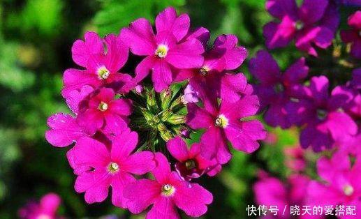 超仙的4种花,花朵奇特美丽,颜值超高超美的