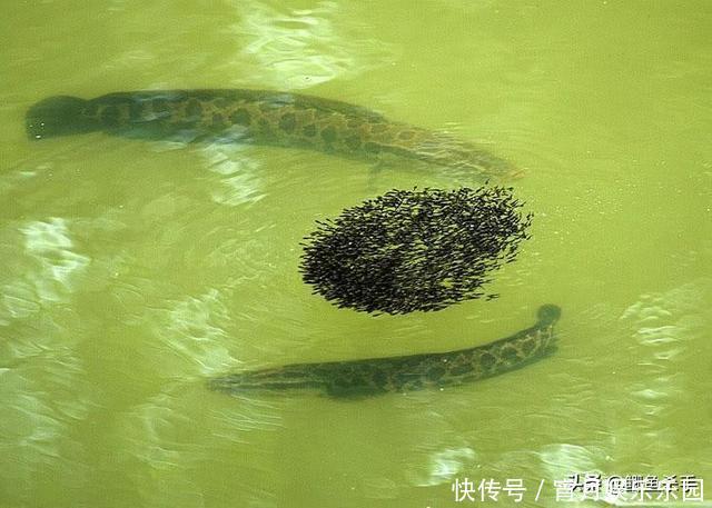 黑鱼是“孝鱼”?关于黑鱼,你需要了解的一些事实!