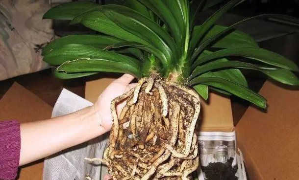 溶液|家中养花,这5毛钱的小东西别乱丢,能让花蹿到2米高,你知道了吗