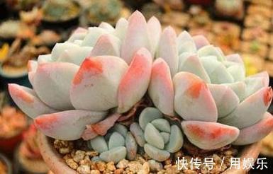 gt|看一眼就入“多肉坑”,这10种高人气多肉,外表太可爱了!