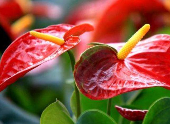 啤酒|养红掌，只浇水“死得快”多做“一步”，红花开满盆，满屋红火