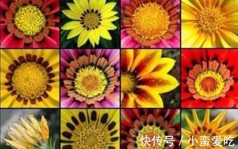 意义|花朵也有不同的意义，世界上的美丽花朵，大自然的惊艳之作