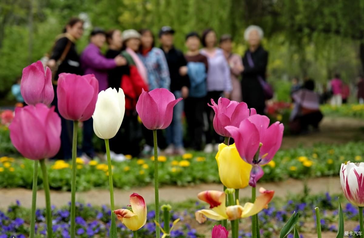 植物园姹紫嫣红是老人聚会的好地方【严建设】