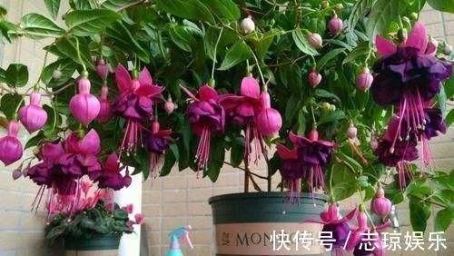 牡丹吊兰|忘了绿萝、吊兰吧,换上3种花,好看又好养,是家庭盆栽佳品