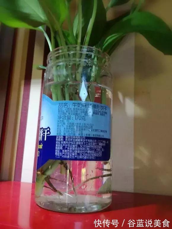 塑料瓶扔了太可惜!用来养绿萝,效率高,成活快,一养一大片!