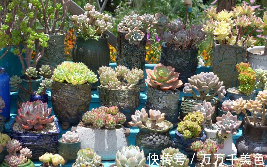 养护|室内阳台养多肉,有“2好2无奈”,一般人都会中招