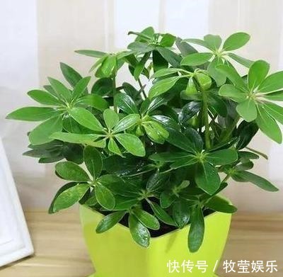 做好4点，鸭掌木安全度夏！天一凉快，叶子蹭蹭长，终年油绿