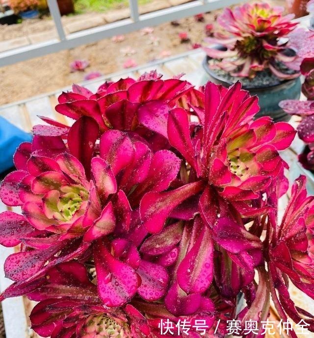 多肉法师|这“三多肉”是喜水大户,“泡水养”不软化,叶子长得肥嘟嘟