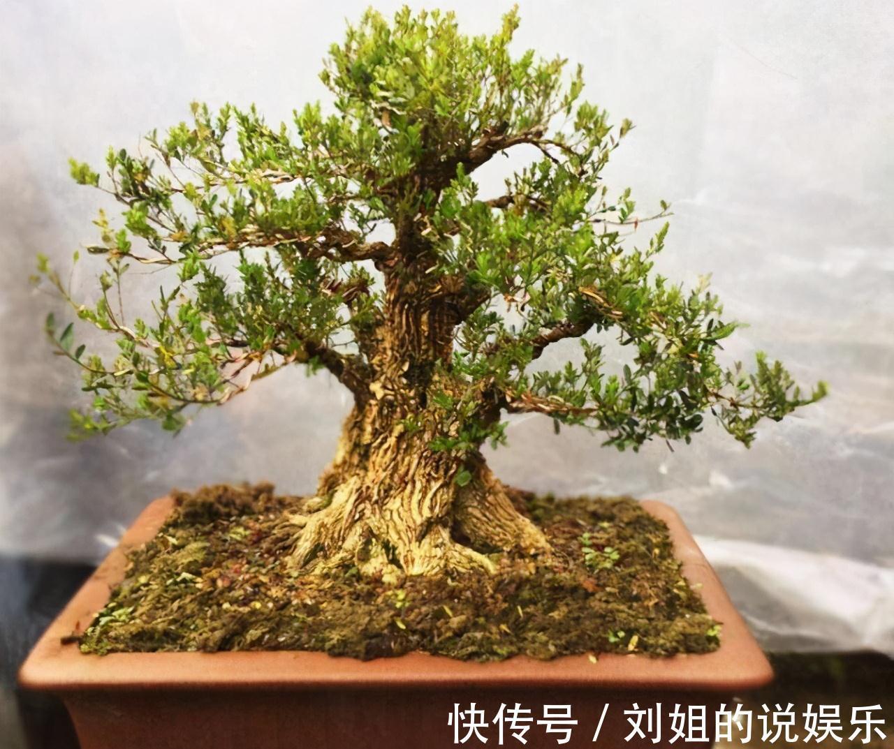 100年的黄杨盆景是怎么养出来的,我总结了下面这些老师傅经验