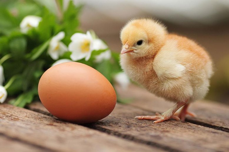 甲状腺|查出甲状腺结节，能不能吃鸡蛋？