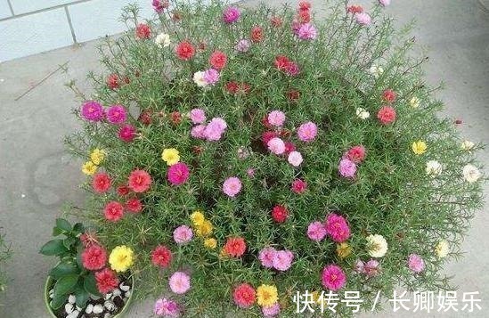 花长寿花|放在阳台不用管的花,就属这两种,开花多漂亮又好养