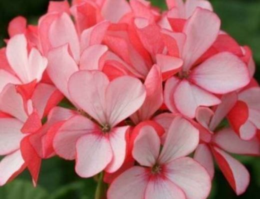 新手养花，不如养盆花中精品“盘龙扶郎”，似藕粉金桂，绚丽秀气