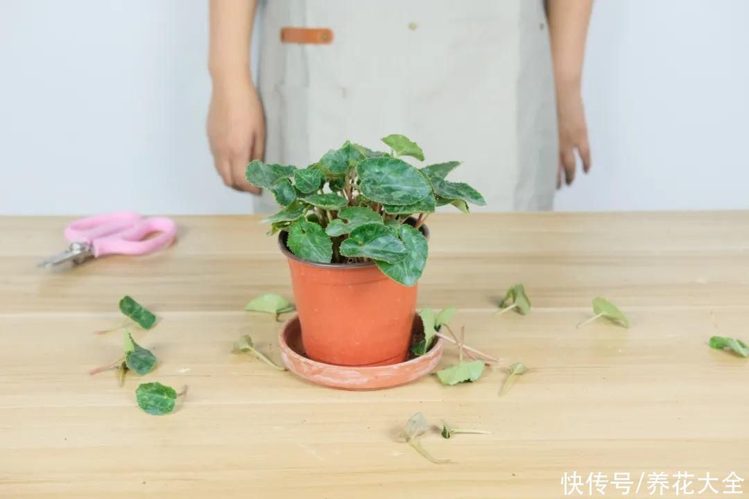 浇水|9种花,夏天休眠了,一定少浇水,否则越浇越死